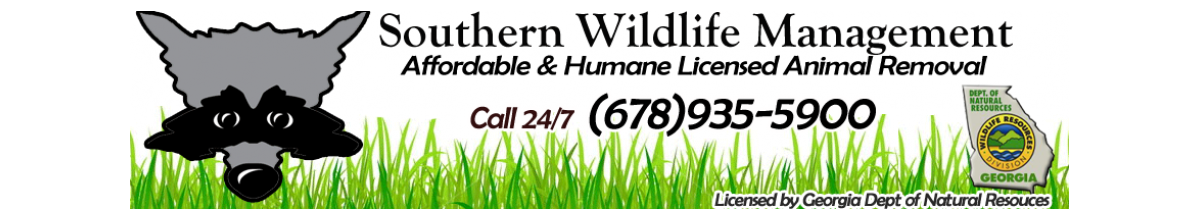 Professional Beaver Control: A Comprehensive Guide for North Georgia Property Owners